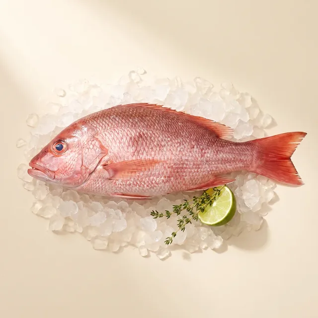 Red Snapper